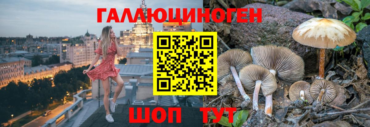 Камышлов  Псилоцибиновые грибы Psilocybe  Галлюциногенные грибы прущие грибы  Вход с VPN 